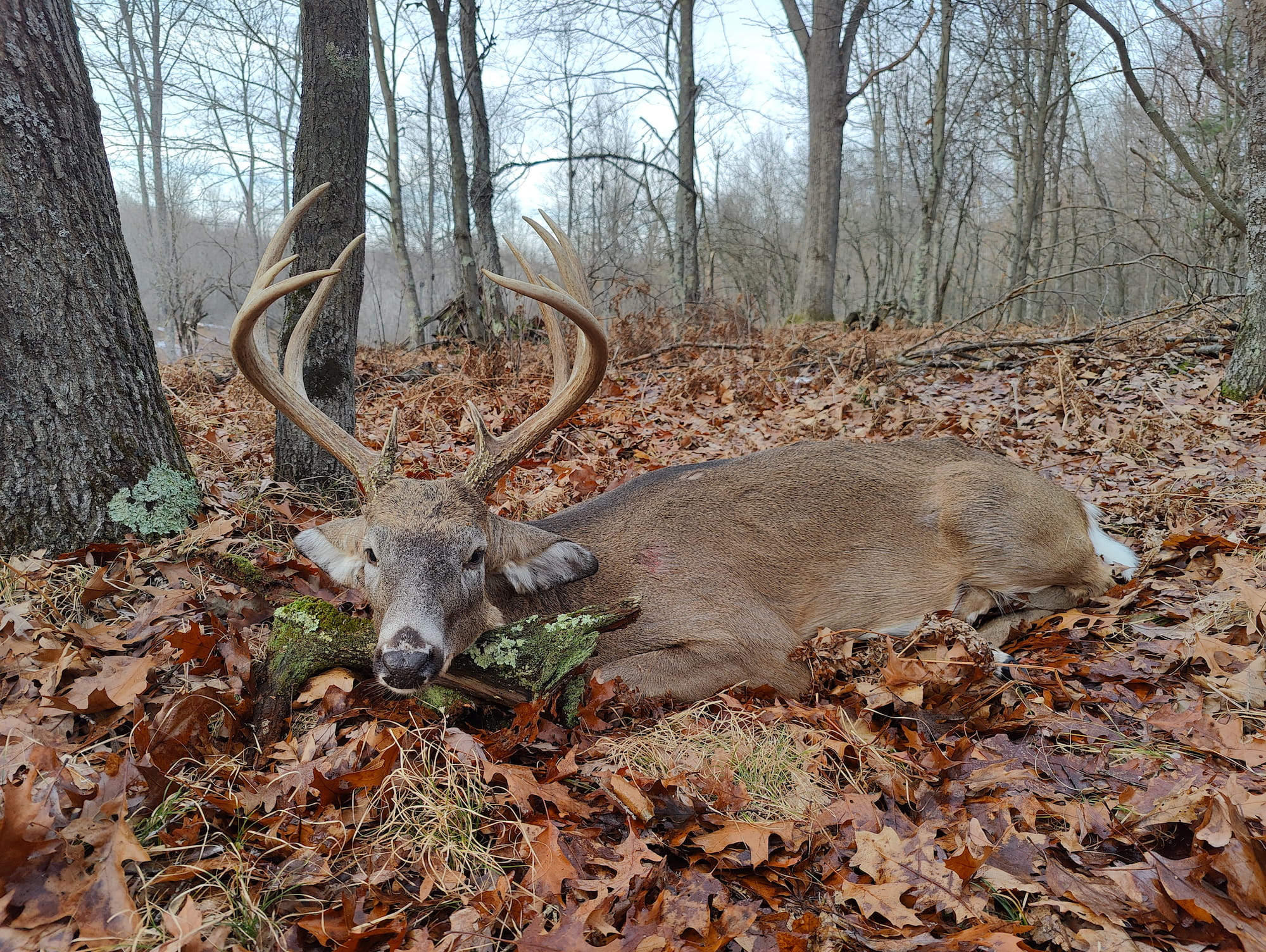 Hunter with Michigan trophy whitetail